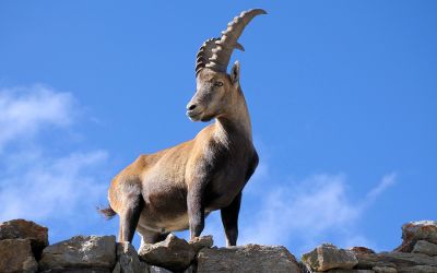 Daniel 8: The Vision of a Ram and a Goat
